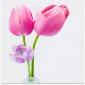 Pink Tulips Vase Indoor